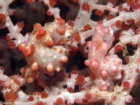 Hippocampus bargibanti, Zwerg-Seepferdchen